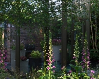 Woodland garden beside a rill running around the edge of a conservatory