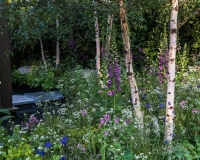 Stepping stone pathway over a water  pool in a woodland garden