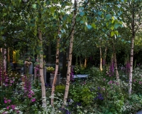 Stepping stone pathway over a water  pool in a woodland garden