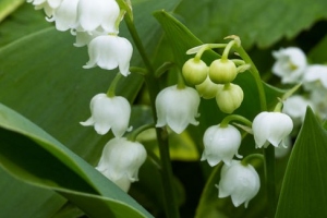 Lilly of the Valley