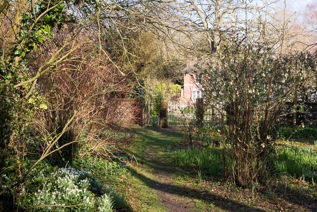Pathway leading through wild garden towards the house with a flowering currant, Ribes sanguinium 'Elkington's White' dicovered in this garden