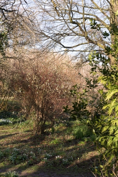 Pathway leading through wild garden towards the house with a flowering currant, Ribes sanguinium 'Elkington's White' dicovered in this garden