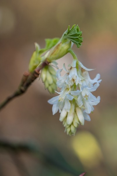 Ribes sanguinium 'Elkington's White'
