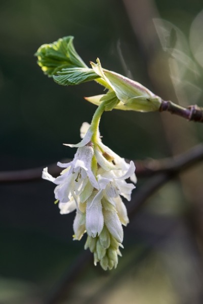 Ribes sanguinium 'Elkington's White'