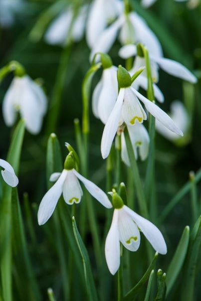 Snowdrops
