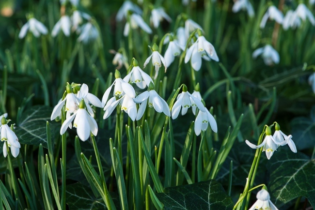 Snowdrops