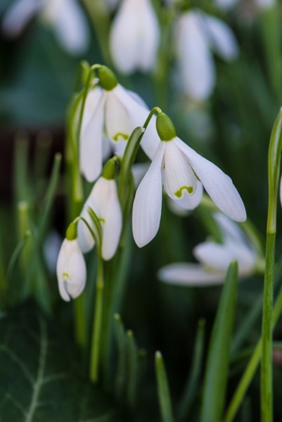Snowdrops
