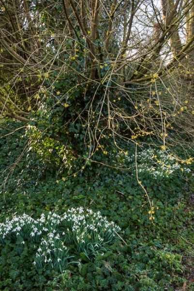 Cornus mas with a groundcover of snowdrops and ivy in the wild garden