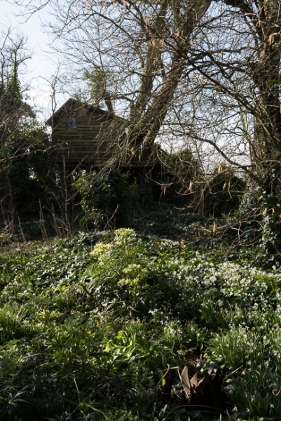 Snowdrops and hellebores with tree house in background