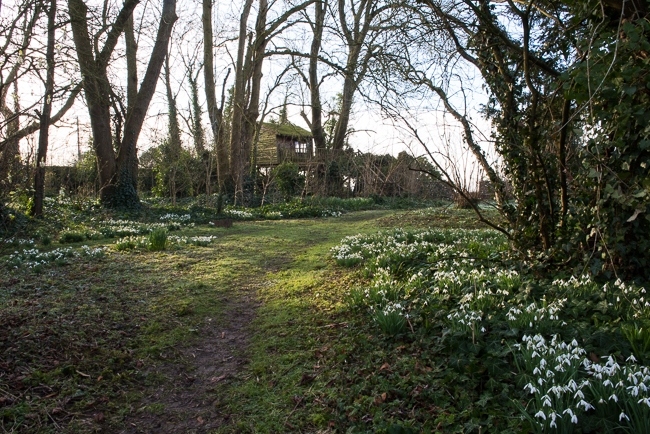 Pathway in the wild garden leading towards the tree house with carpets of snowdrops either side