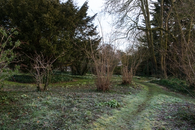 Woodland path with primroses and snowdrops