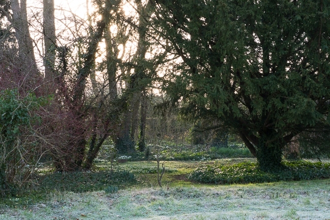 Snowdrops underneath the woodland canopy