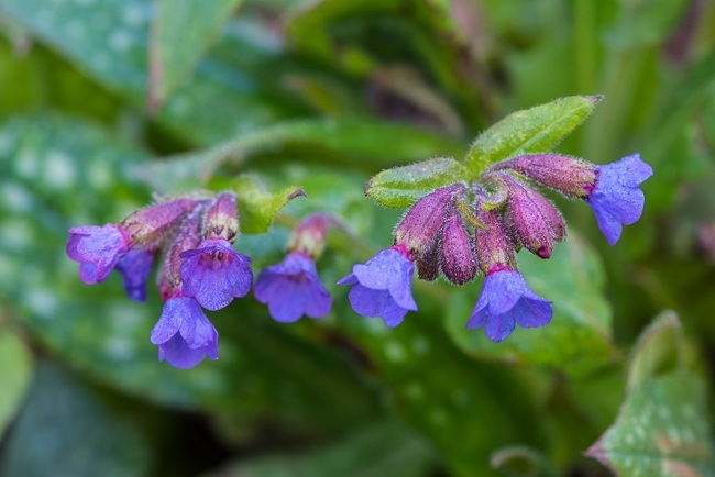 Pulmonaria