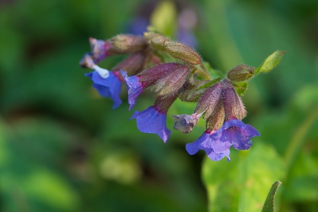 Pulmonaria