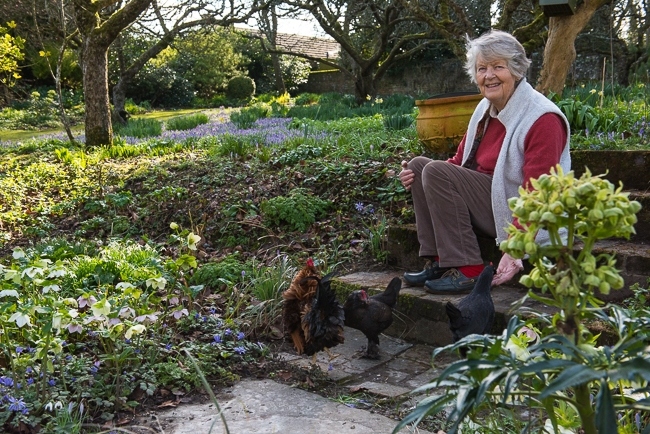Mrs Elkington feeding her chickens in her garden in early spring