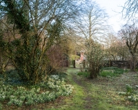 Snowdrops beside a pathway leading through the wild garden towards the house
