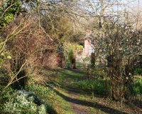 Pathway leading through wild garden towards the house with a flowering currant, Ribes sanguinium 'Elkington's White' dicovered in this garden