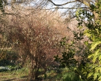 Pathway leading through wild garden towards the house with a flowering currant, Ribes sanguinium 'Elkington's White' dicovered in this garden