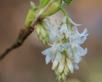 Ribes sanguinium 'Elkington's White'