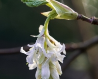Ribes sanguinium 'Elkington's White'