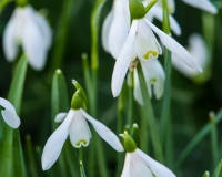 Snowdrops