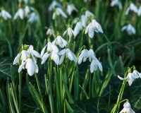 Snowdrops