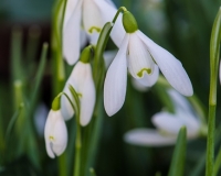Snowdrops