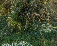 Cornus mas with a groundcover of snowdrops and ivy in the wild garden