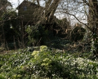 Snowdrops and hellebores with tree house in background