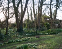 Woodland ground cover of snowdrops  and ivy