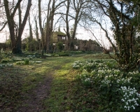 Pathway in the wild garden leading towards the tree house with carpets of snowdrops either side