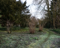 Woodland path with primroses and snowdrops