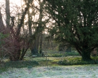 Snowdrops underneath the woodland canopy