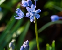 Scila