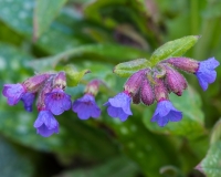 Pulmonaria