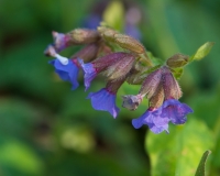 Pulmonaria