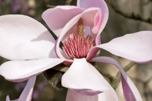 Magnolias