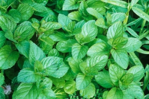 Mint