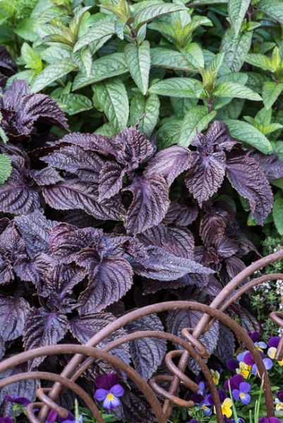 Purple chiso and Chocolate Peppermint