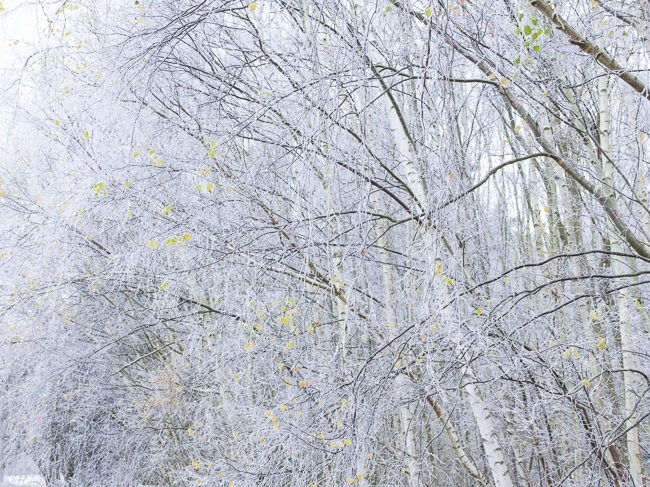 36109