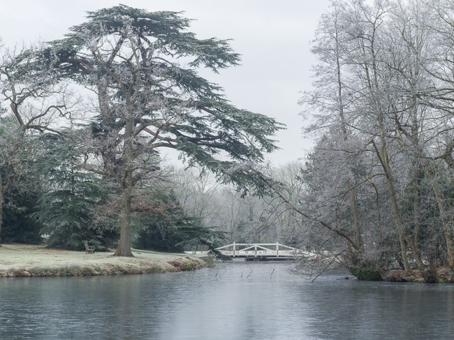 Cedar of Lebanon beside the lake