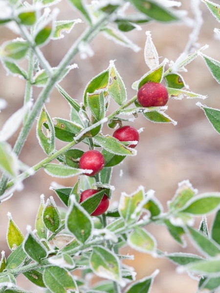 Frosted berries