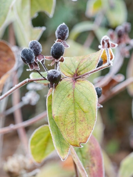 Frosted berries of St John's Wort