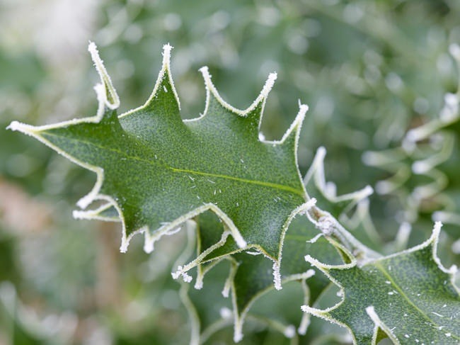 Frosted Holly leaves