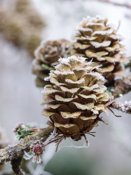 Frosted Larch tree cones