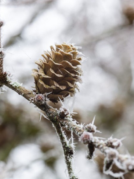 Frosted Larch tree cones