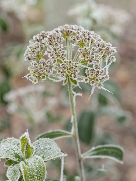 Frosted seedheads