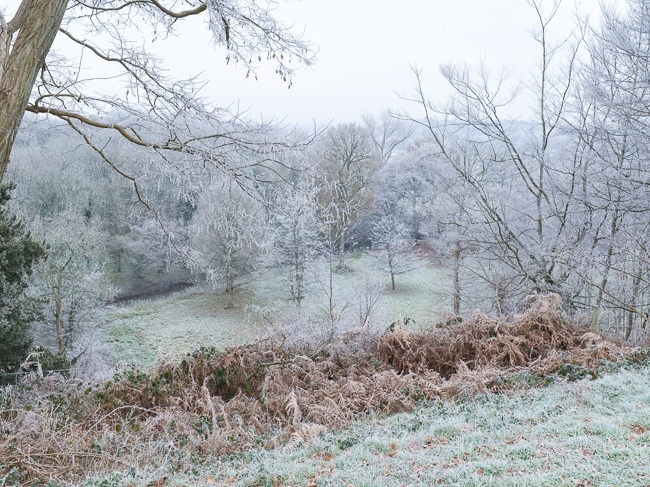 Frosty trees at Painshill Park landscape garden