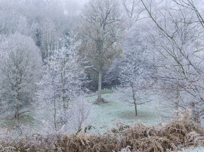 Frosty trees at Painshill Park landscape garden