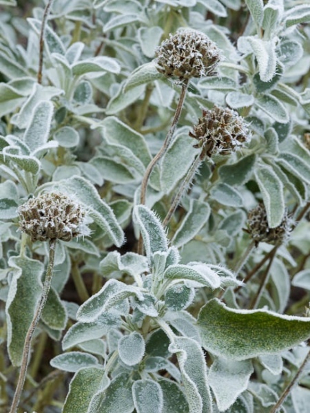 Jerusalem sage covered in frost